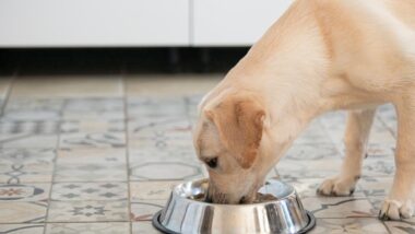 A dog eating from a bowl, representing the Blue Ridge Beef recall.