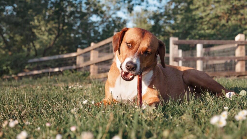 Happy dog with chew stick lying in grass outside.
