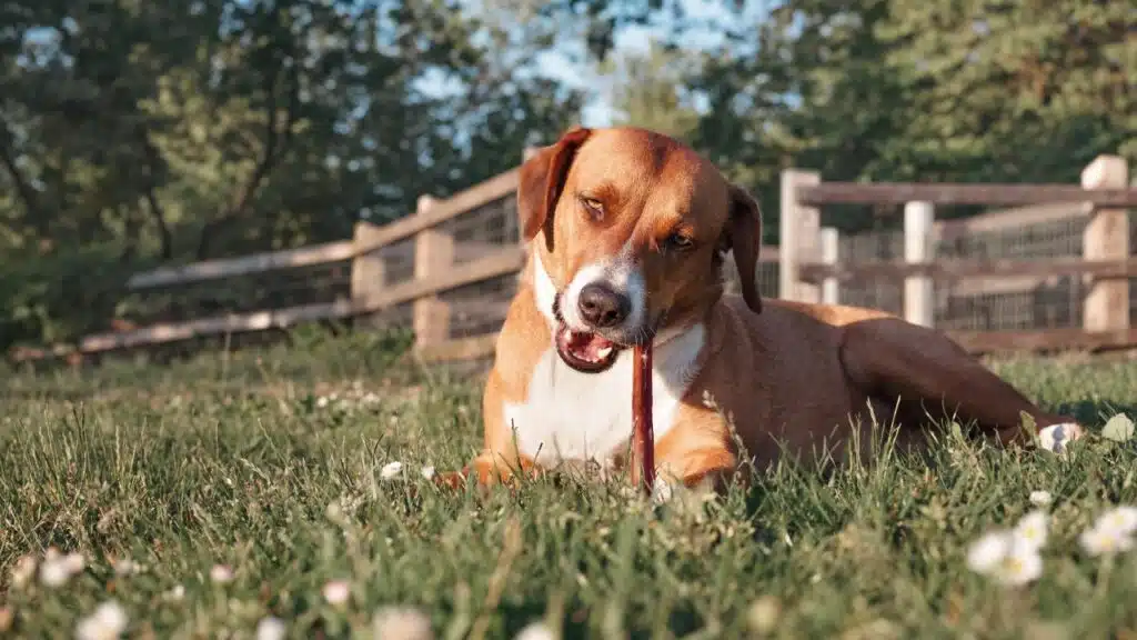 Happy dog with chew stick lying in grass outside.