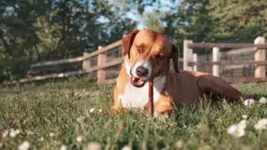 Happy dog with chew stick lying in grass outside.