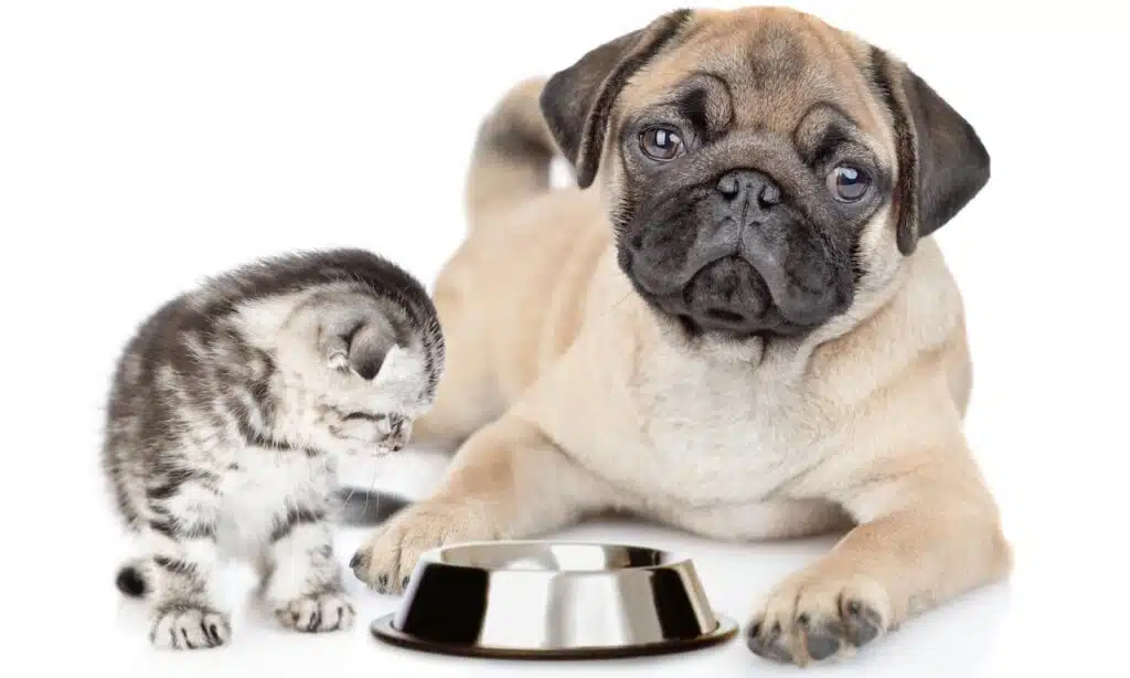 Pug puppy and kitten sit together with empty bowl.