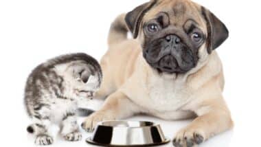 Pug puppy and kitten sit together with empty bowl.