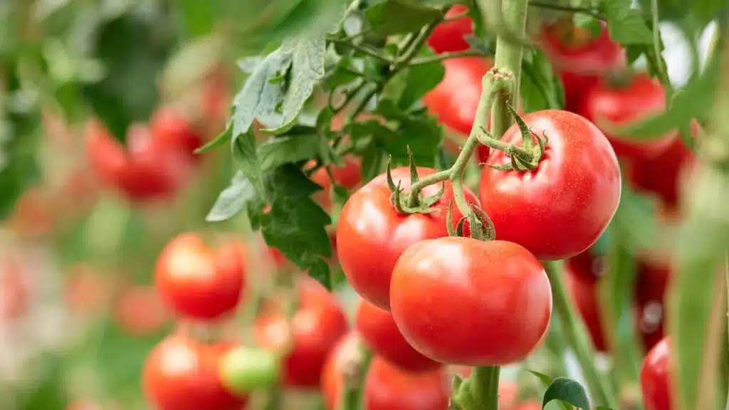 Three ripe tomatoes on green branch.