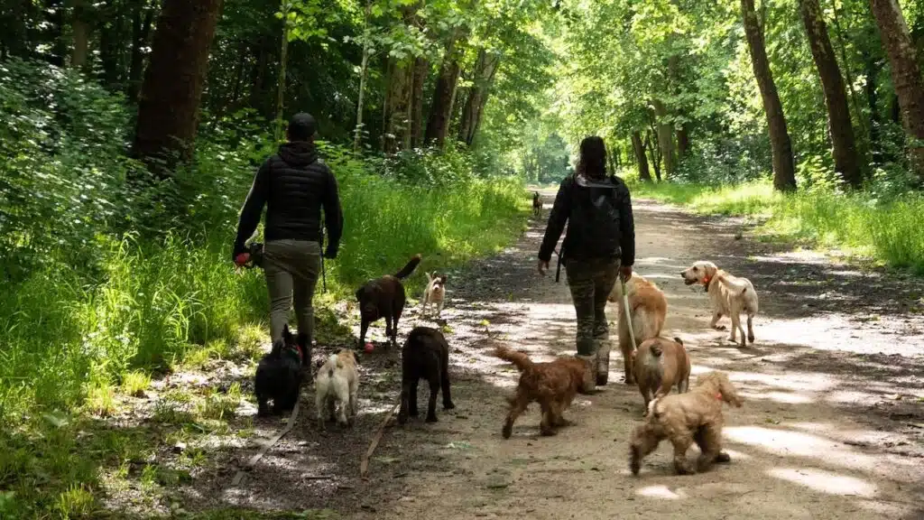 Young man and woman (unrecognizable; back view) walking dogs.