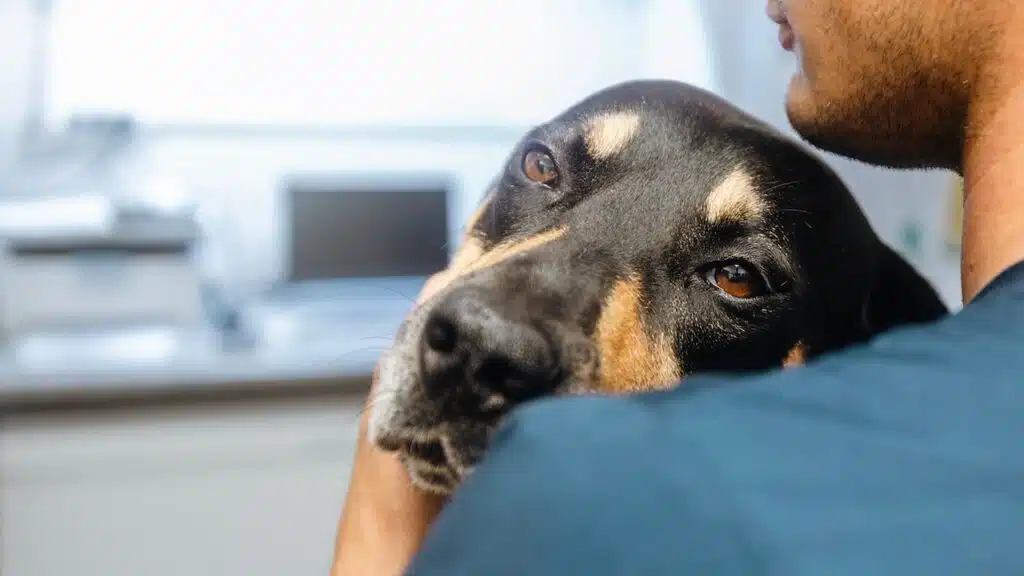 Man hugging sick dog.