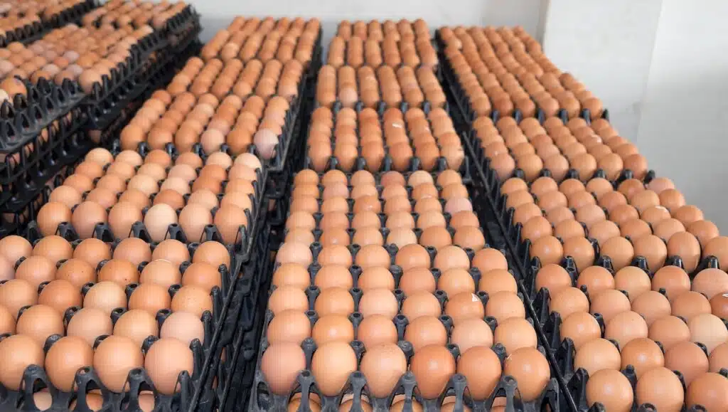 Eggs from hen farm in the package that preserved for sale in wholesale market.