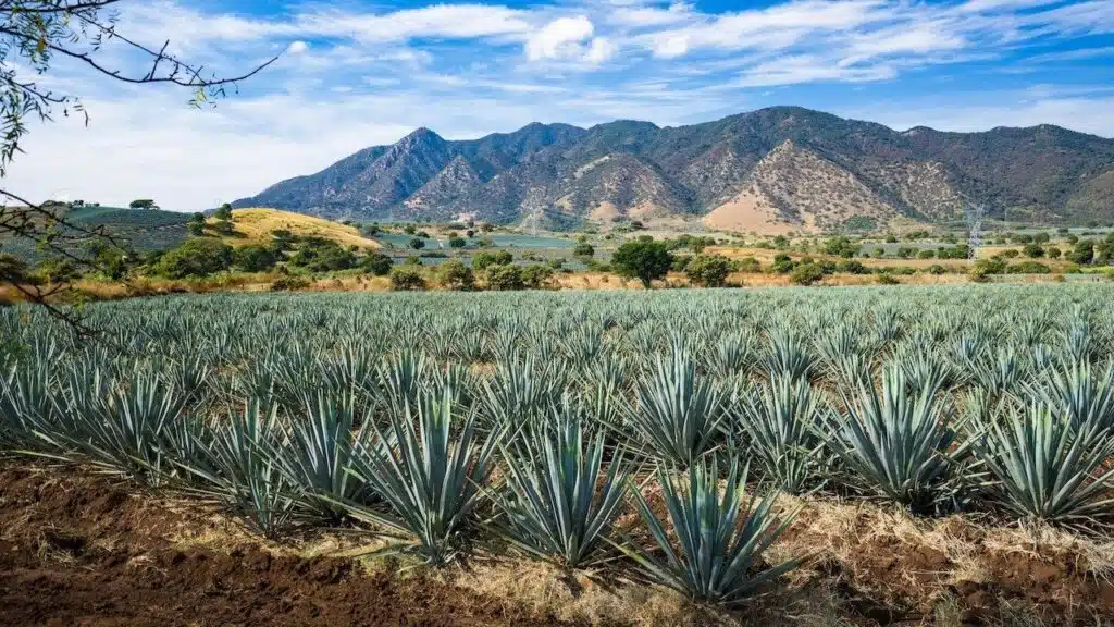 A vast agave field with rows of blue agave plants under a misty mountain backdrop, representing agriculture and natural beauty in a rural landscape.