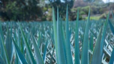 Weber blue agave field in Los Altos de Jalisco in Mexico