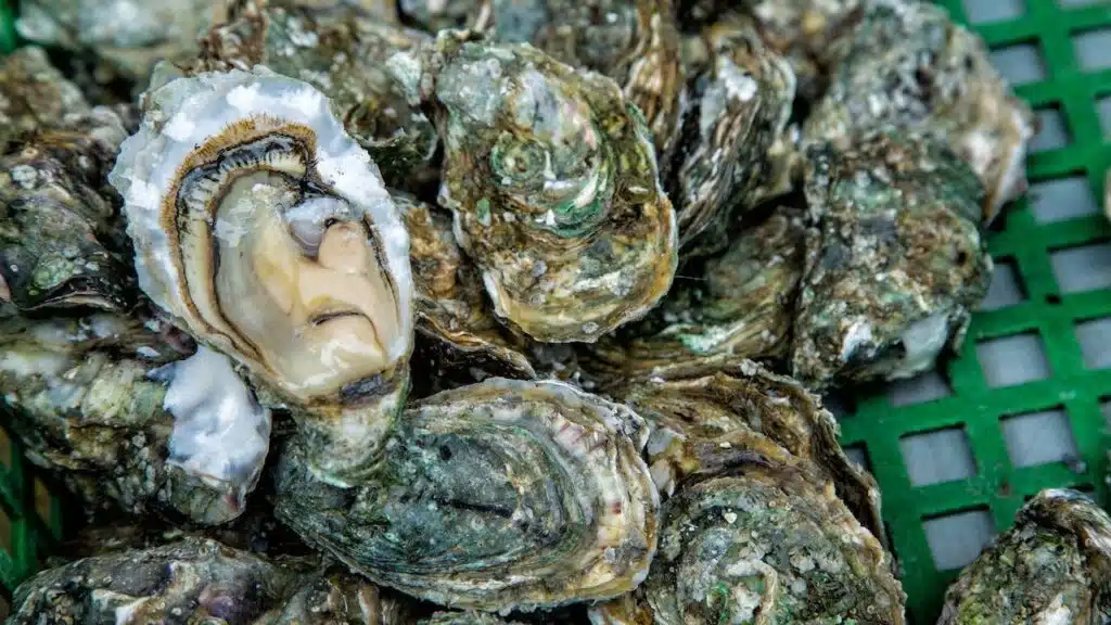 Close up oysters background with Open Oyster