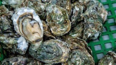 Close up oysters background with Open Oyster