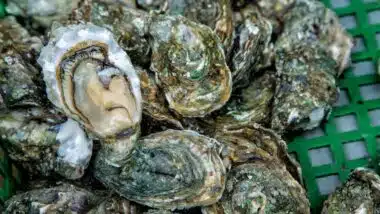 Close up oysters background with Open Oyster