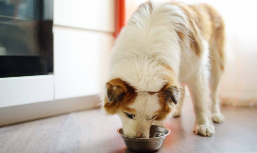 Hungry fluffy mixed breed dog eating