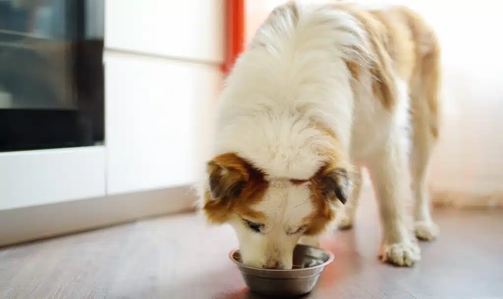 Hungry fluffy mixed breed dog eating