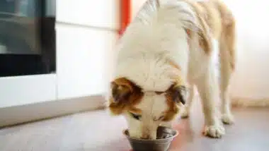 Hungry fluffy mixed breed dog eating