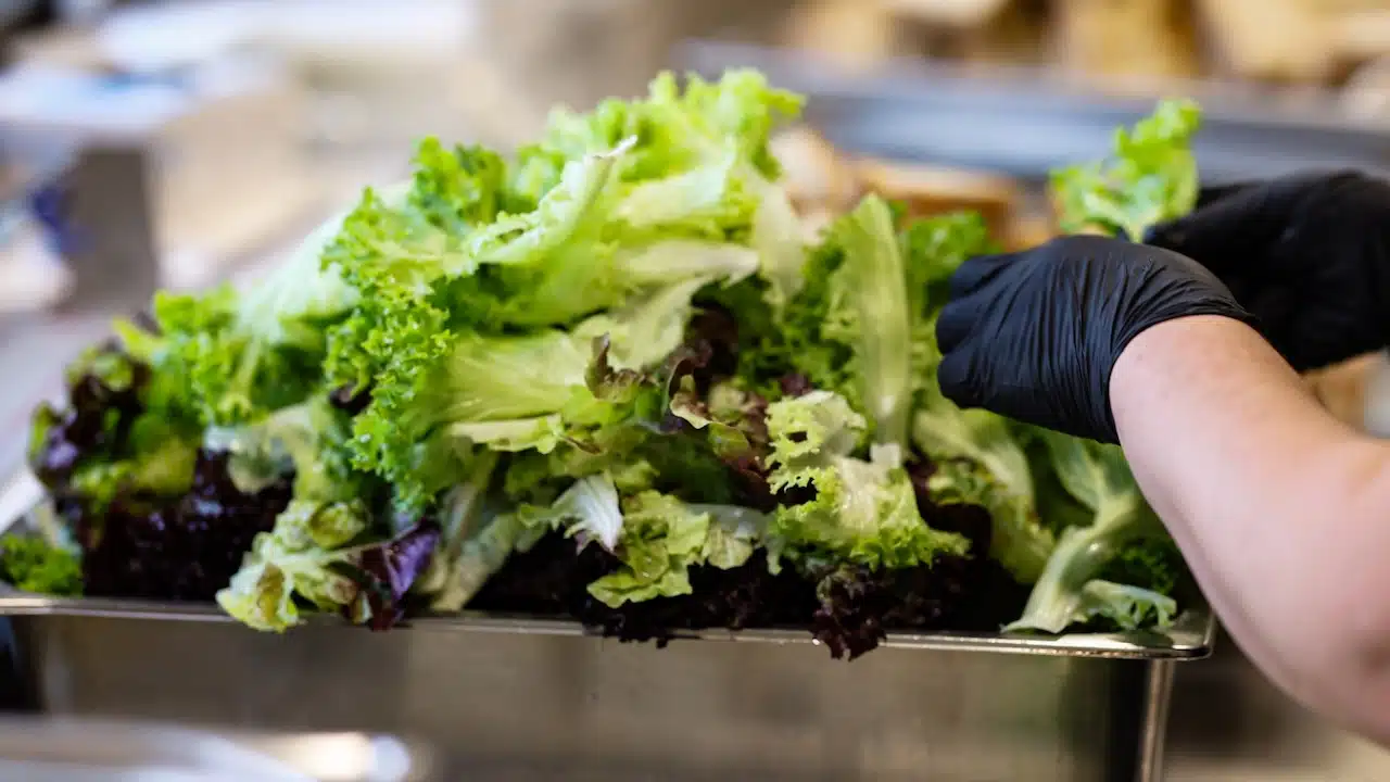 Chef with black gloves preparing fresh mixed lettuce