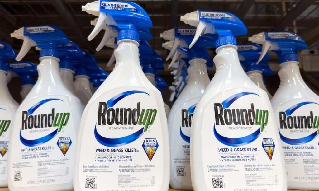 Spray bottles of Round Up weed killer, ready to use