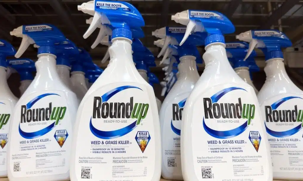 Spray bottles of Round Up weed killer, ready to use