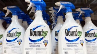 Spray bottles of Round Up weed killer, ready to use