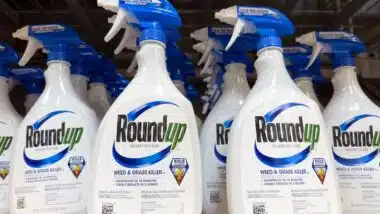 Spray bottles of Round Up weed killer, ready to use