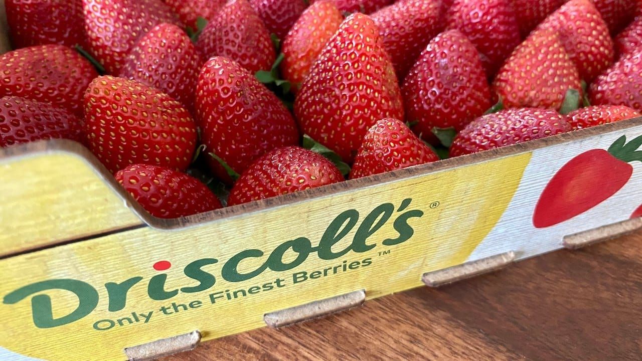 Selective focus on a tray of fresh Driscoll's strawberries on a wooden table