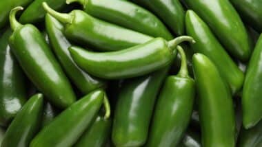 Many green jalapeno peppers as background, closeup