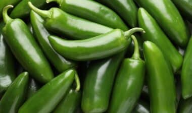 Many green jalapeno peppers as background, closeup